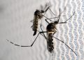 Health dept devises micro plan to control spread of dengue