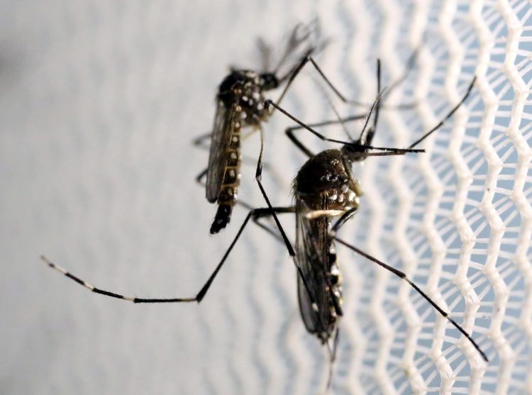 Health dept devises micro plan to control spread of dengue