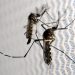 Health dept devises micro plan to control spread of dengue