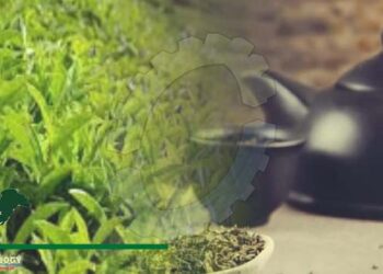 High tea imports push Pakistan to enhance local production