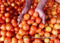 Govt allows import of tomatoes, onions excluding India