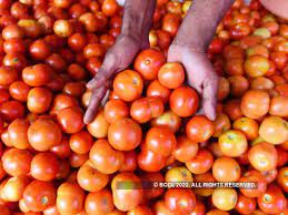 Govt allows import of tomatoes, onions excluding India