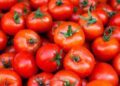 Govt decides to import onions, tomatoes from Iran, Afghanistan