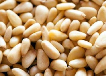 Pakistani pine nuts exports to China hit $41.48 million in first seven months of 2022