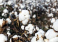 Govt to focus on improving cotton seed quality