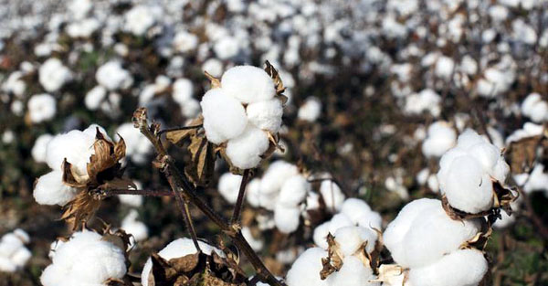 Govt to focus on improving cotton seed quality