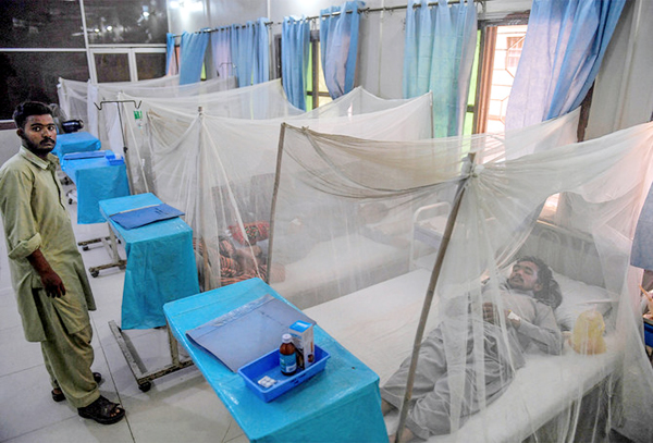 Another 114 test  positive for dengue