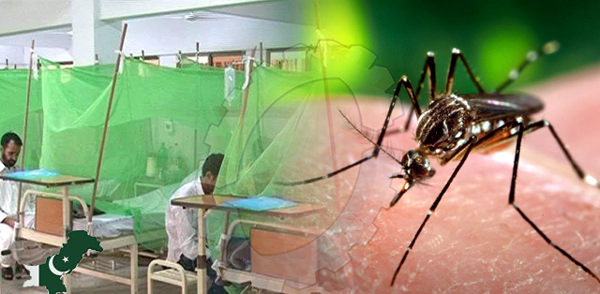 106 dengue fever cases reported  in a day