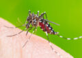 Two die of dengue fever in ICT
