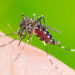 Two die of dengue fever in ICT