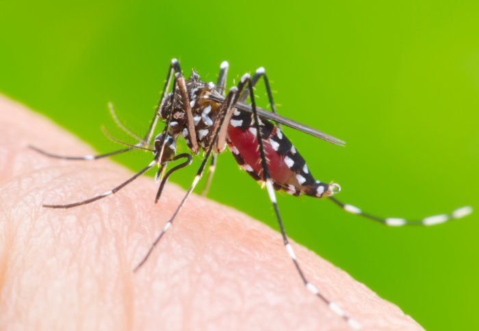 Two die of dengue fever in ICT