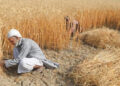 Two-day’s national conference held under plan to increase national production of wheat