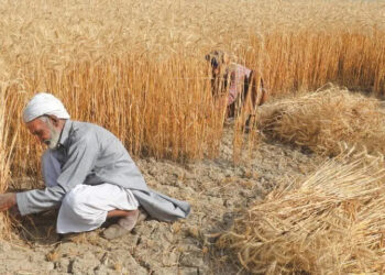 Two-day’s national conference held under plan to increase national production of wheat