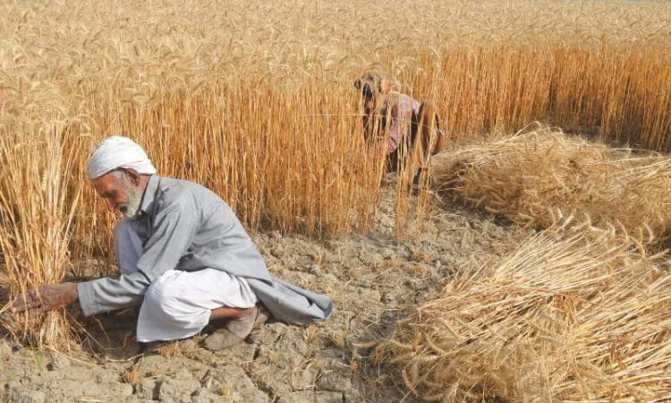Two-day’s national conference held under plan to increase national production of wheat