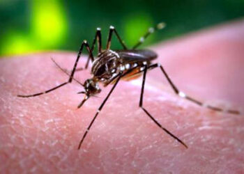 Authorities  directed to utilise all resources to control dengue