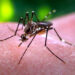 Authorities  directed to utilise all resources to control dengue