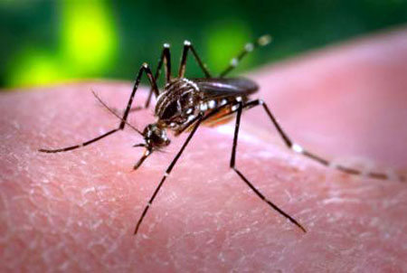 Authorities  directed to utilise all resources to control dengue