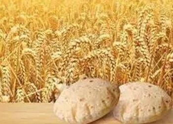 Over 8.664 million tons wheat available for  domestic consumptions