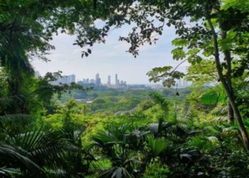 CDA to set up Miyawaki  forest on 17 acres of land
