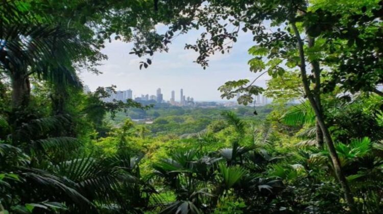 CDA to set up Miyawaki  forest on 17 acres of land