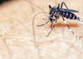 127 test positive for dengue from twin cities
