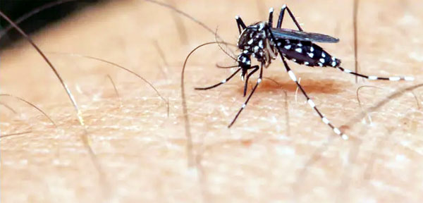 127 test positive for dengue from twin cities