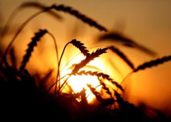 ECC approves urea, wheat import