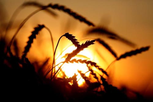 ECC approves urea, wheat import