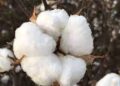 Pakistan needs to import 5m  cotton bales after floods damage