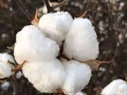 Pakistan needs to import 5m  cotton bales after floods damage