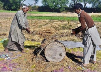 SIALKOT: Farmers thrashing rice crop in a traditional way at their field farm.