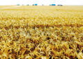 ECC okays Russia wheat imports