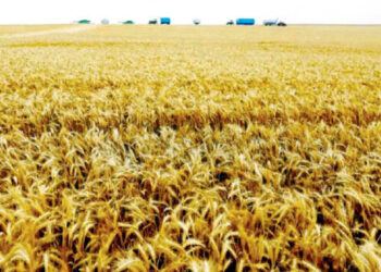 ECC okays Russia wheat imports