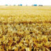 ECC okays Russia wheat imports