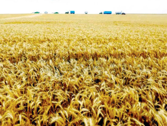 ECC okays Russia wheat imports