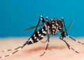 Another 65 dengue  cases reported