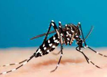 Another 65 dengue  cases reported