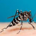 Another 65 dengue  cases reported