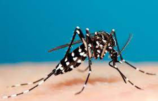 Another 65 dengue  cases reported