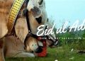 MCI holds auction for Eid-ul-Adha cattle markets