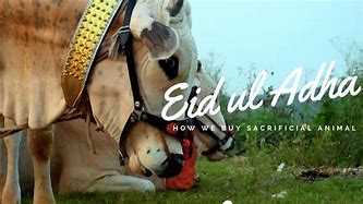 MCI holds auction for Eid-ul-Adha cattle markets