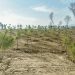 Chairman CDA directs to eliminate environmental pollution