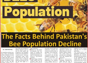 The Facts Behind Pakistan’s Bee Population Decline