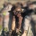 9 khwarij terrorists killed in two separate engagnments in North Waziristan: ISPR