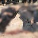 Security Forces kill three Khawarij in IBO