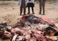 Motorway police seize 2,000 kg unhealthy meat near Islamabad