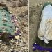 Post-mortem conducted after exhumation in Balochistan ‘honour killings’ case
